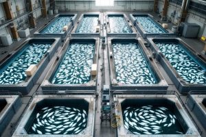 Рыбная ферма под ключ: как создать эффективное хозяйство для разведения рыбы